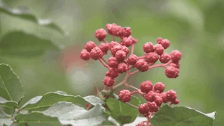 微信图片_20190913093400.gif