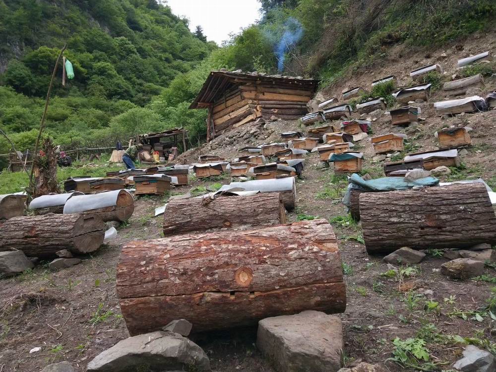 中华蜂养殖专业村.jpg