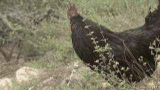 微信图片_20190913093413.gif