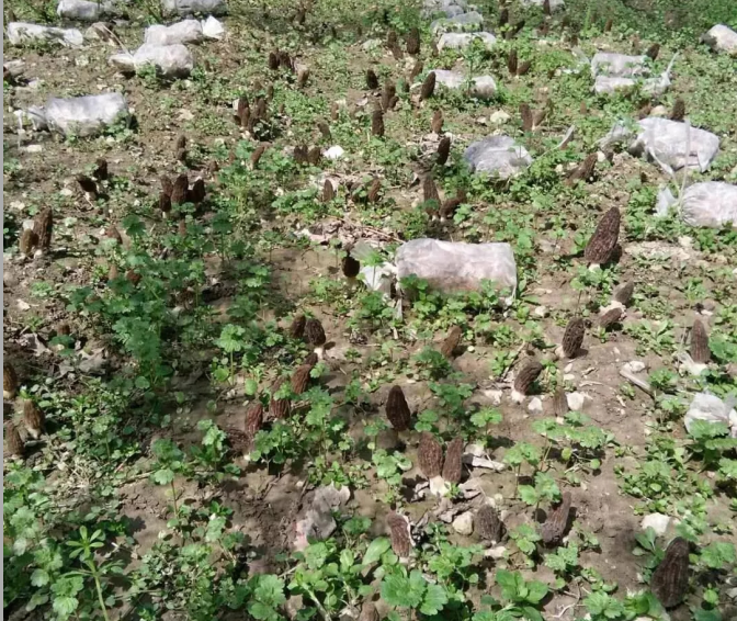 QQ截图20180328092527.png QQ截图20180328092527.png