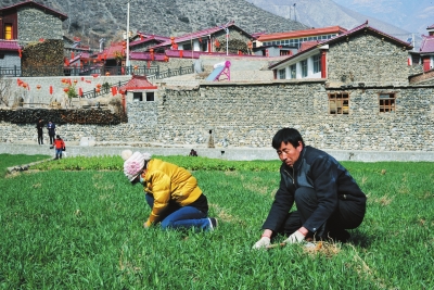 小麦除草.jpg